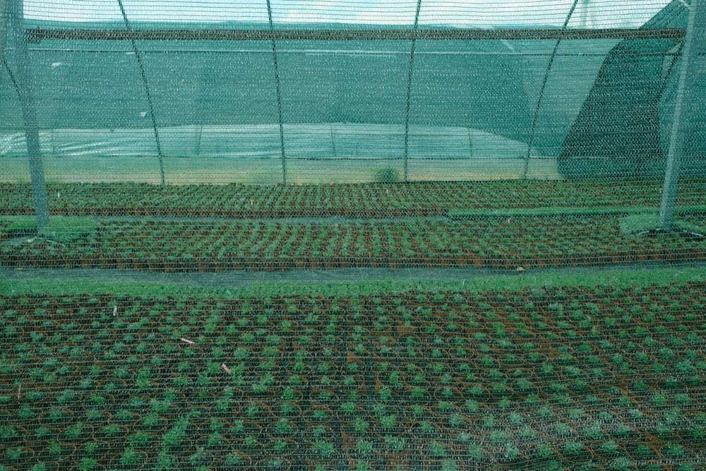 A Greenhouse Shade